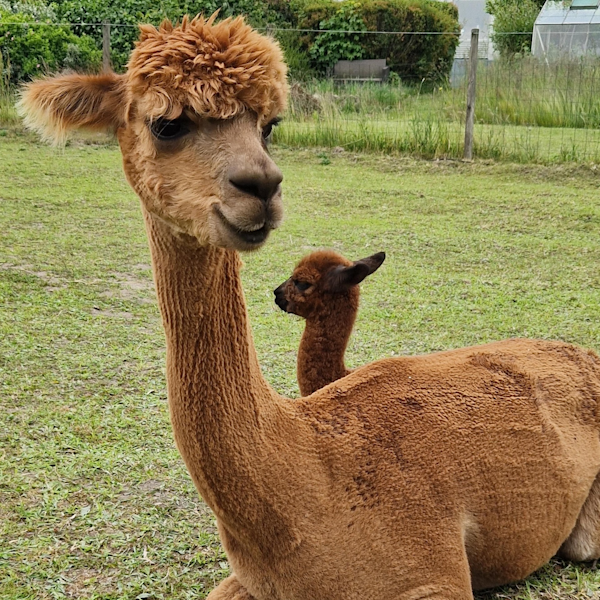 Fraling Alpaca Apachi, Bertram og Karma (Lysebrun)